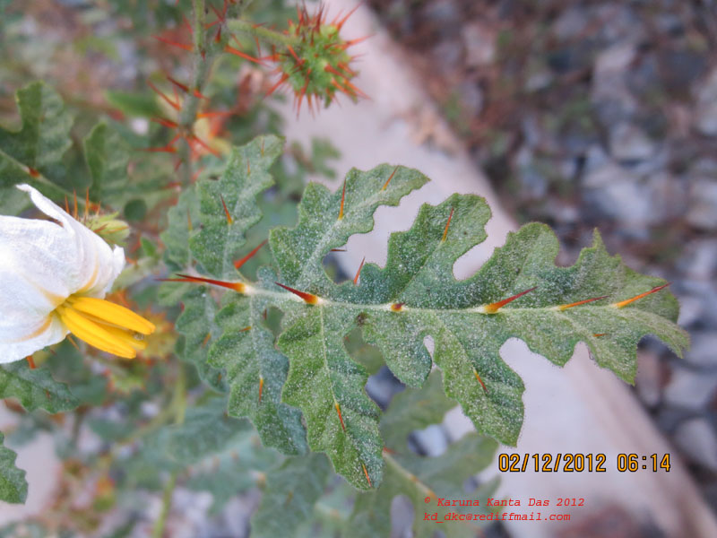 /wp-content/uploads/2020/10/3._Solanum_sisymbrifolium_Lamk._-_Leaf-_IMG_0461-8.jpg