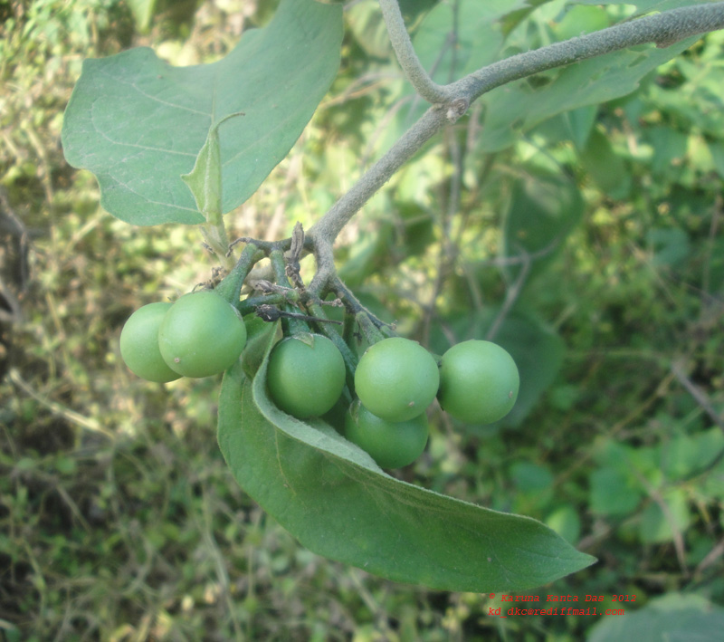 /wp-content/uploads/2020/10/3._Solanum_torvum_Sw_-Fruit-_DSC02581.JPG