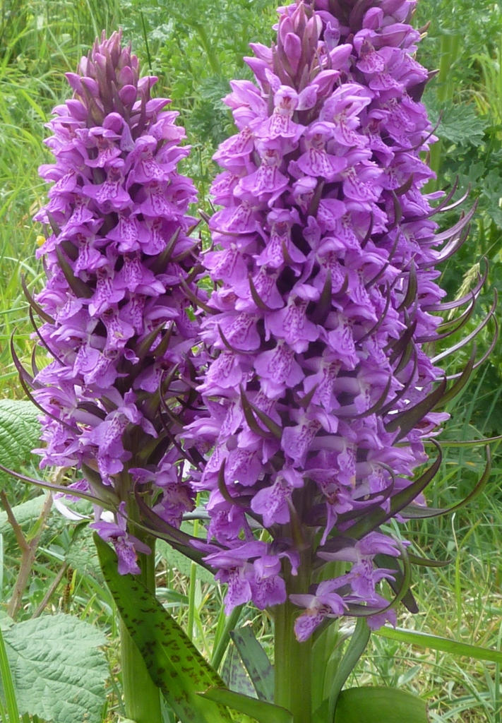 /wp-content/uploads/2020/10/4.%20Dactylorhiza%20colony%20near%20a%20beach%20%20in%20Wales%20-Chris%20Chadwell-.JPG