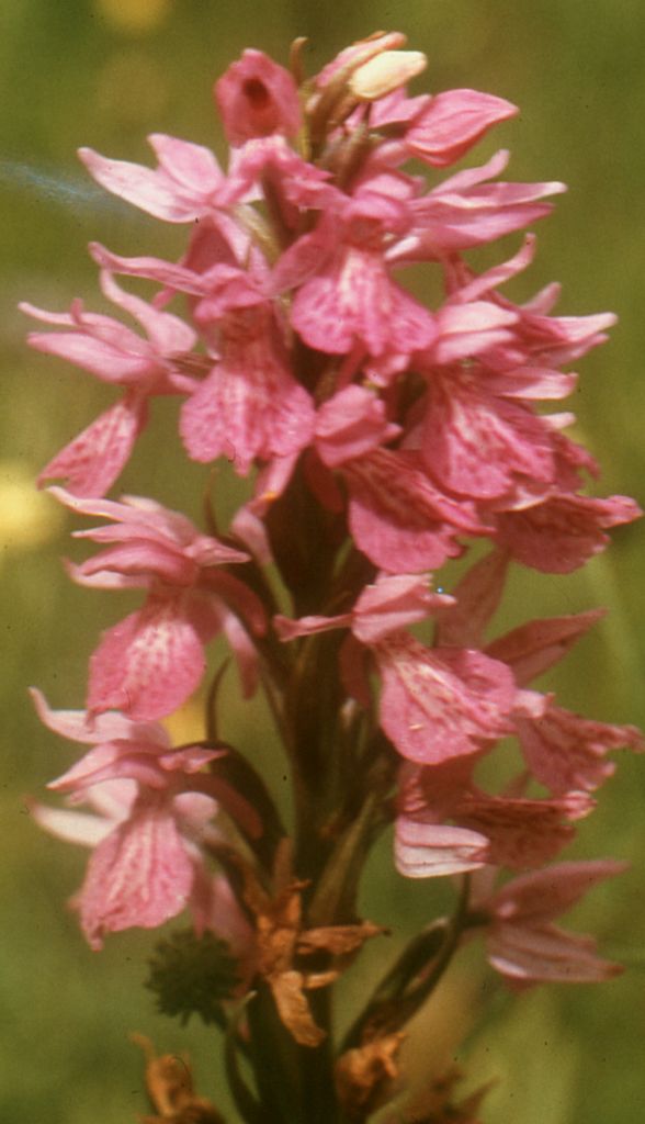 /wp-content/uploads/2020/10/4.%20Dactylorhiza%20photographed%20in%20%20Ladakh%20for%20Chris%20Chadwell.jpg
