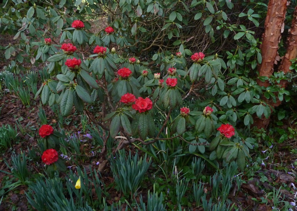 /wp-content/uploads/2020/10/4.%20Rhododendron%20barbatum%20%20photographed%20in%20cultivation%20-early%20March-%20in%20UK%20-Chris%20Chadwell-.JPG