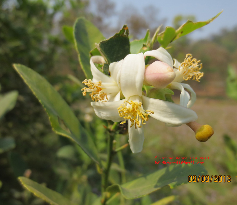 /wp-content/uploads/2020/10/4.1_Citrus_aurantiifolia__Christm.__Swingle_-_Flower_IMG_1649.jpg