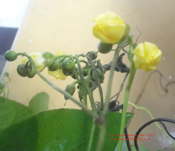 /wp-content/uploads/2020/10/4.Flower-Merremia_hederacea_DSC02430.JPG
