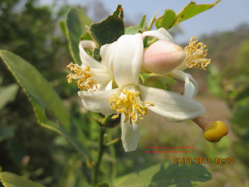 /wp-content/uploads/2020/10/4._Citrus_aurantiifolia__Christm.__Swingle_-_Flower_IMG_1651.jpg