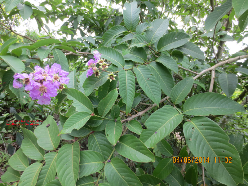 /wp-content/uploads/2020/10/4._Lagerstroemia_speciosa__L.__Pers_IMG_6433.jpg