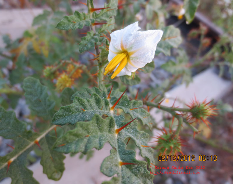 /wp-content/uploads/2020/10/4._Solanum_sisymbrifolium_Lamk._Flower_-_IMG_0460-3.jpg