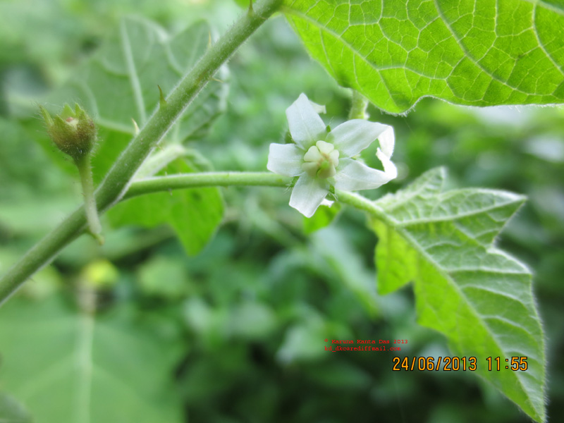 /wp-content/uploads/2020/10/4._Solanum_viarum_Dunal_-_Flower_IMG_2450.jpg