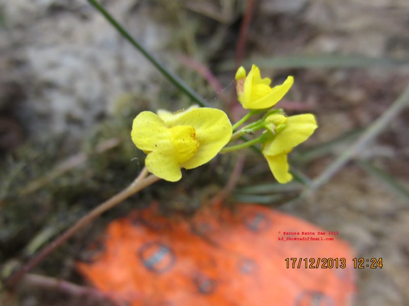 /wp-content/uploads/2020/10/4._Utricularia_sp._-_Flower_IMG_5077.jpg