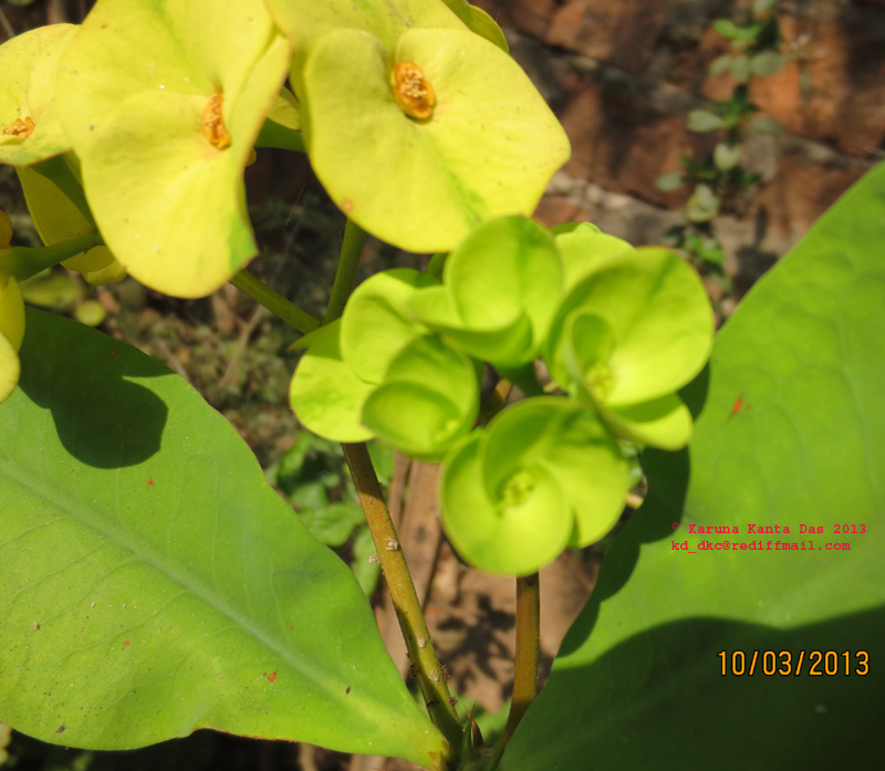 /wp-content/uploads/2020/10/4.__Euphorbia_milii_Des_Moul._-_Flower__IMG_1727.jpg