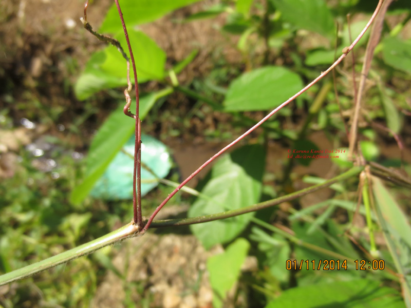 /wp-content/uploads/2020/10/4.__Grass_sp.__adventitious_root_of_prostrate_part_IMG_7788.jpg