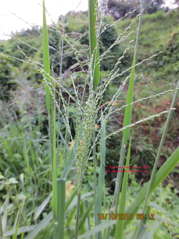 /wp-content/uploads/2020/10/4.__Unknown_grass-Inflorescence__IMG_3637.jpg