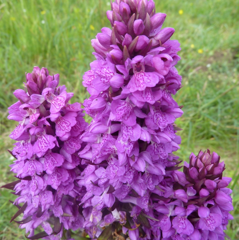 /wp-content/uploads/2020/10/5.%20Dactylorhiza%20colony%20near%20a%20beach%20%20in%20Wales%20-Chris%20Chadwell-.JPG