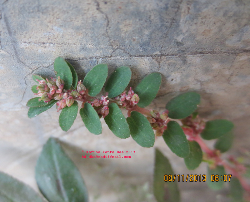/wp-content/uploads/2020/10/5._Euphorbia_thymifolia_L_IMG_4337.jpg