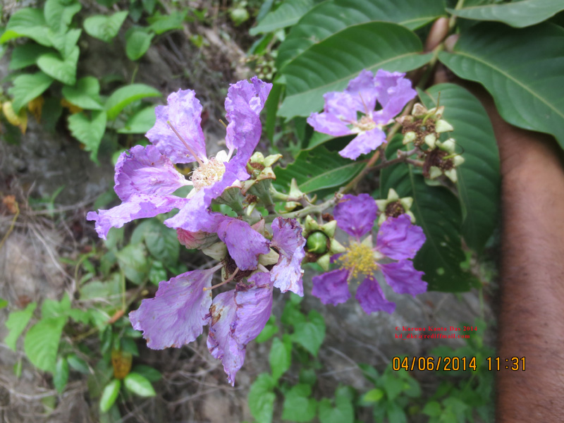 /wp-content/uploads/2020/10/5._Lagerstroemia_speciosa__L.__Pers_IMG_6425.jpg