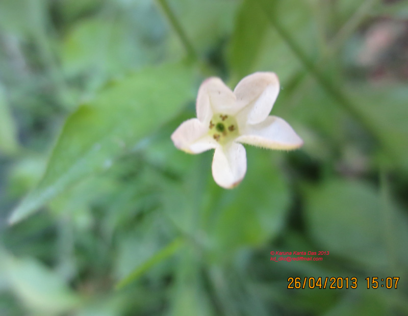 /wp-content/uploads/2020/10/5._Nicotiana_plumbaginifolia_Viv_-_single_flower_IMG_1957.jpg