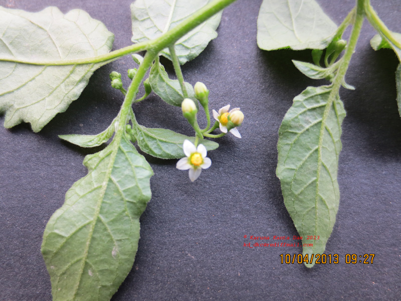 /wp-content/uploads/2020/10/5._Solanum_americanum_Mill.-Inflorescence_drooping_Sub-umbellate_cyme__IMG_1808.jpg