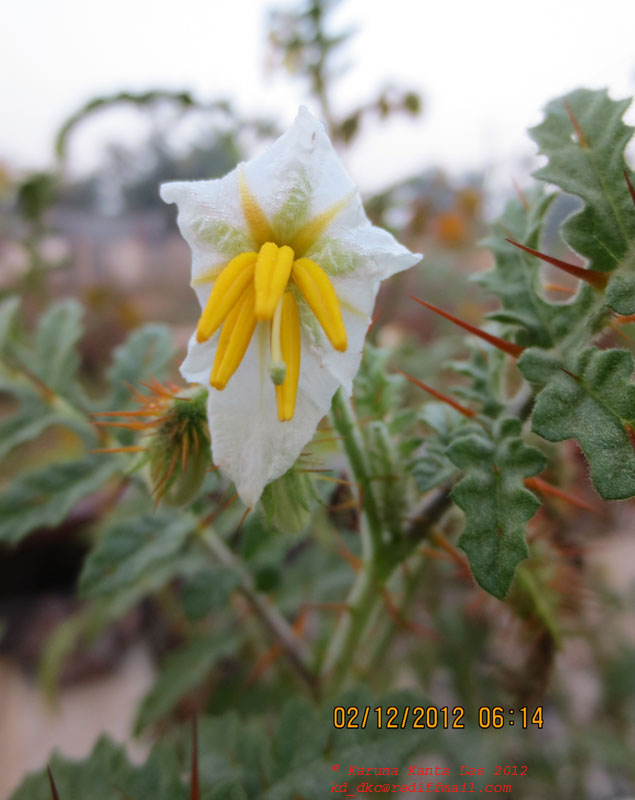 /wp-content/uploads/2020/10/5._Solanum_sisymbrifolium_Lamk._-_Flower_-_IMG_0464.jpg