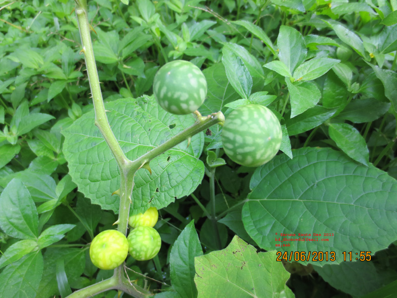 /wp-content/uploads/2020/10/5._Solanum_viarum_Dunal-_Fruit_IMG_2447.jpg