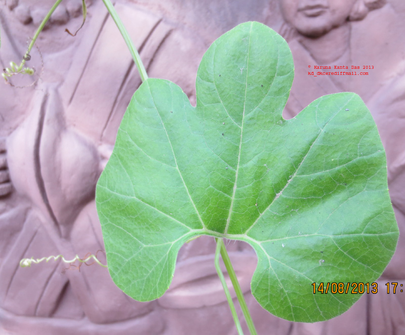 /wp-content/uploads/2020/10/5._Trichosanthes_cucumerina_L._Leaf_IMG_2890.jpg