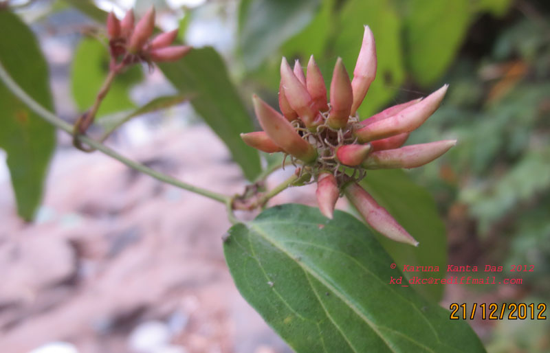 /wp-content/uploads/2020/10/5._Unknown_sp._-_Flower_bud_of_twining_branch_-_IMG_1115.jpg