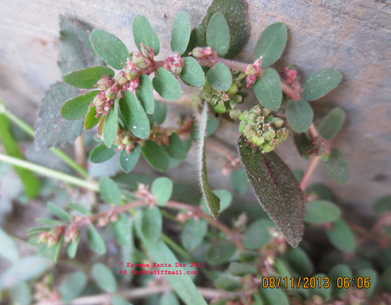 /wp-content/uploads/2020/10/6._Euphorbia_thymifolia_L_IMG_4334.jpg