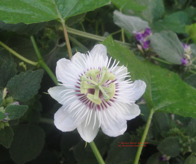 /wp-content/uploads/2020/10/6._Flower_-_Passiflora_foetida_DSC02546.JPG