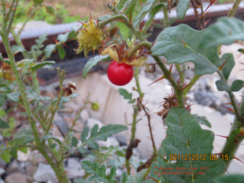 /wp-content/uploads/2020/10/6._Solanum_sisymbrifolium_Lamk._-_Fruit_-_IMG_0466.jpg