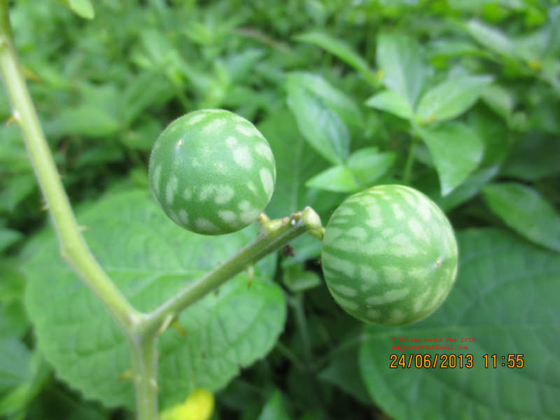 /wp-content/uploads/2020/10/6._Solanum_viarum_Dunal-_Fruit__IMG_2448.jpg