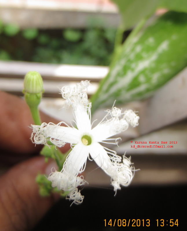 /wp-content/uploads/2020/10/6._Trichosanthes_cucumerina_L.-_Flower_IMG_2864.jpg