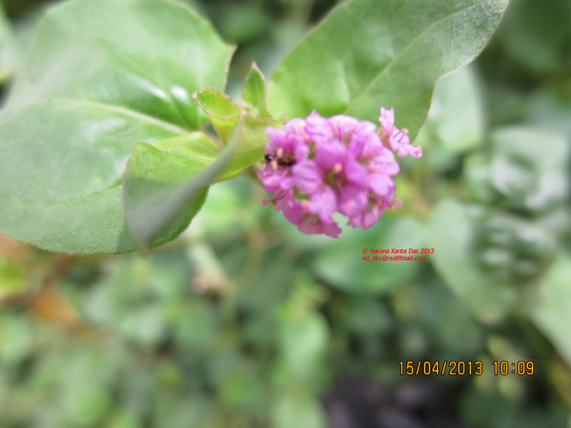 /wp-content/uploads/2020/10/6.__Boerhavia_diffusa_L.-_Flower_IMG_1866.jpg