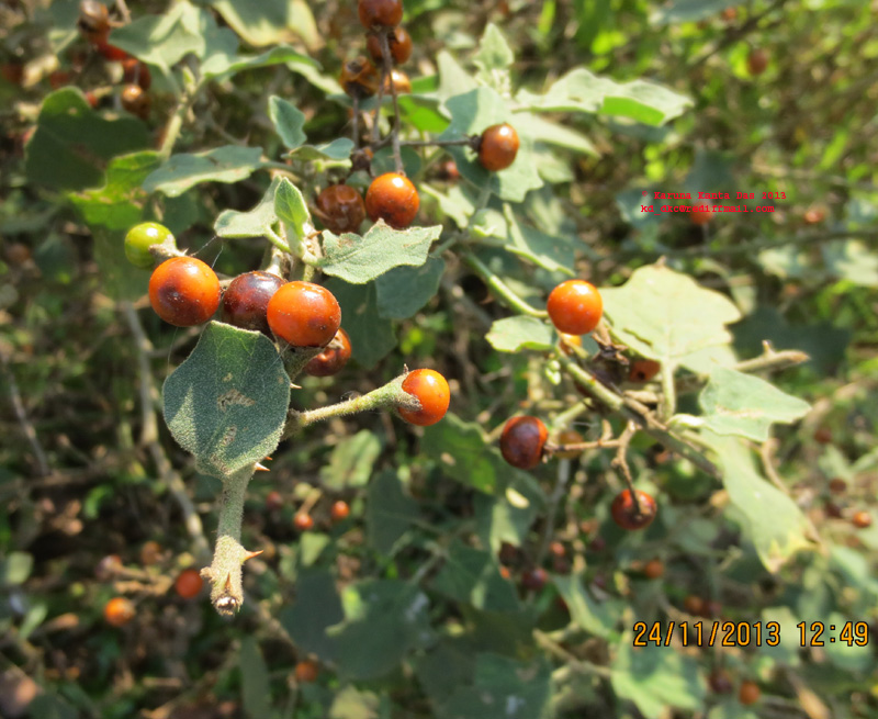 /wp-content/uploads/2020/10/7.Solanum_anguivi_Lam_-_Fruit_IMG_4923.jpg