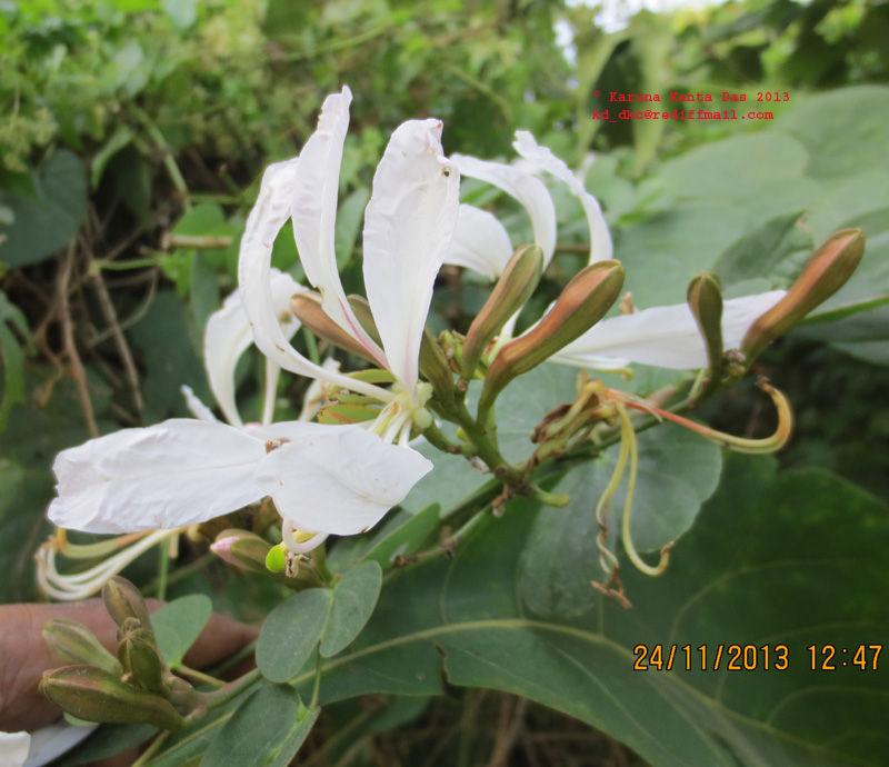 /wp-content/uploads/2020/10/7._Bauhinia_sp.__Flower_with_bud_IMG_4919.jpg