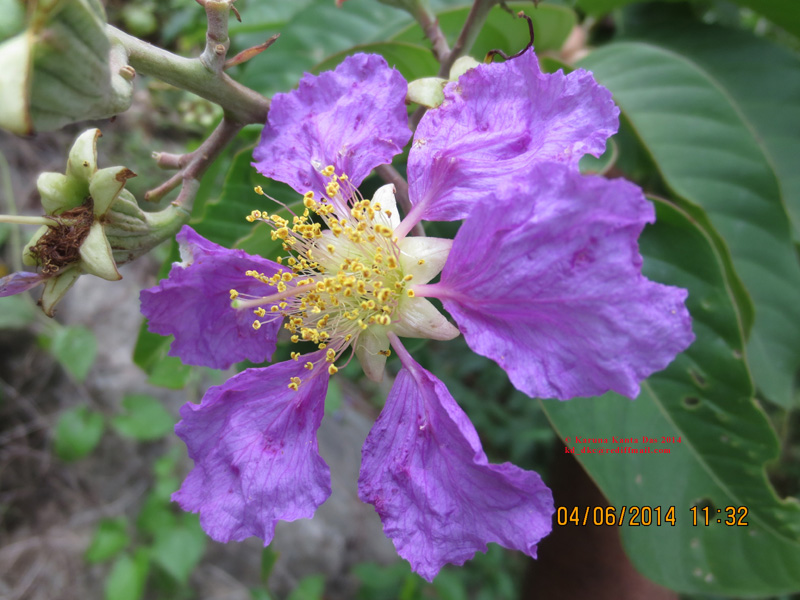 /wp-content/uploads/2020/10/7._Lagerstroemia_speciosa__L.__Pers_IMG_6430.jpg