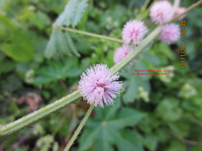 /wp-content/uploads/2020/10/7._Mimosa_diplotricha_Sauvalle._-_Flowering_twig__IMG_4537.jpg