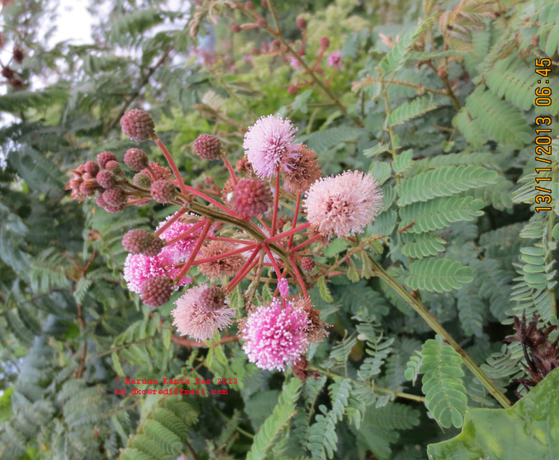 /wp-content/uploads/2020/10/7._Mimosa_sp._-_Flowering_twig_IMG_4560.jpg