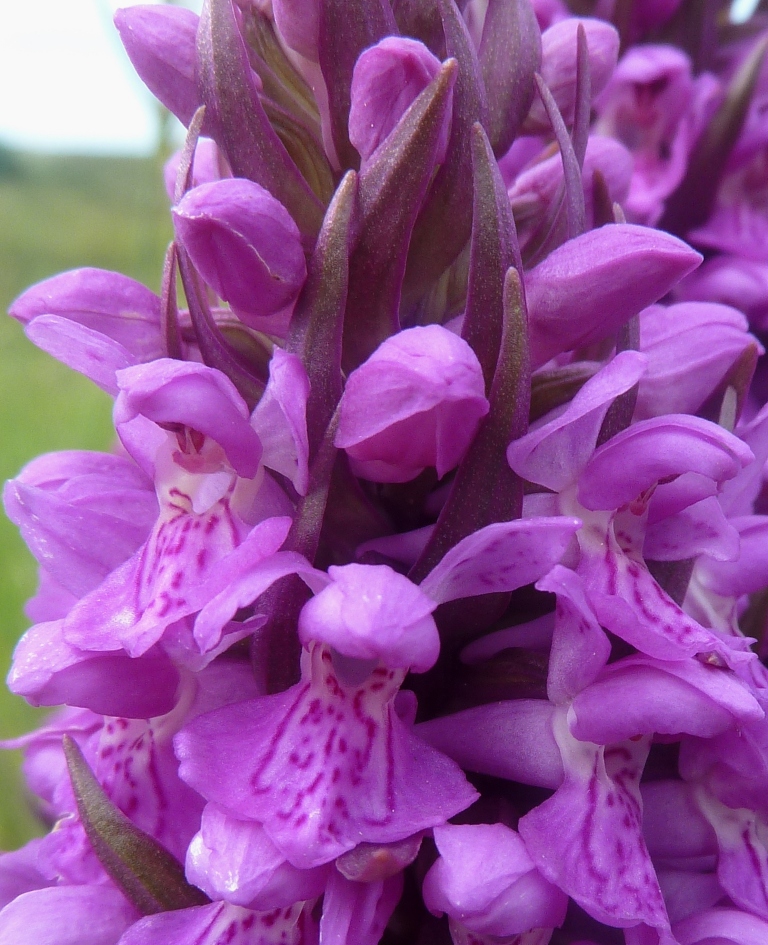 /wp-content/uploads/2020/10/8.%20Dactylorhiza%20colony%20near%20a%20beach%20%20in%20Wales%20-Chris%20Chadwell-.JPG