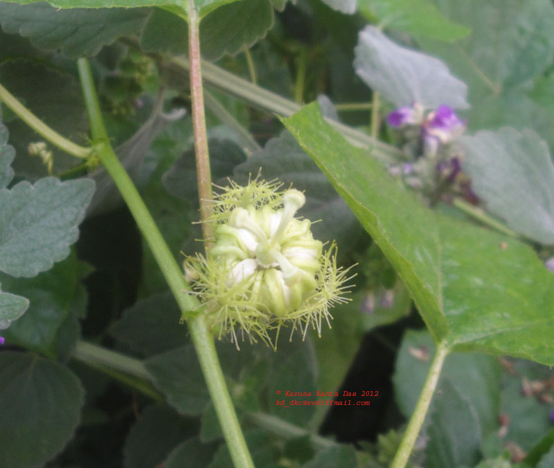/wp-content/uploads/2020/10/8._Flower_-_Passiflora_foetida_DSC02655.JPG