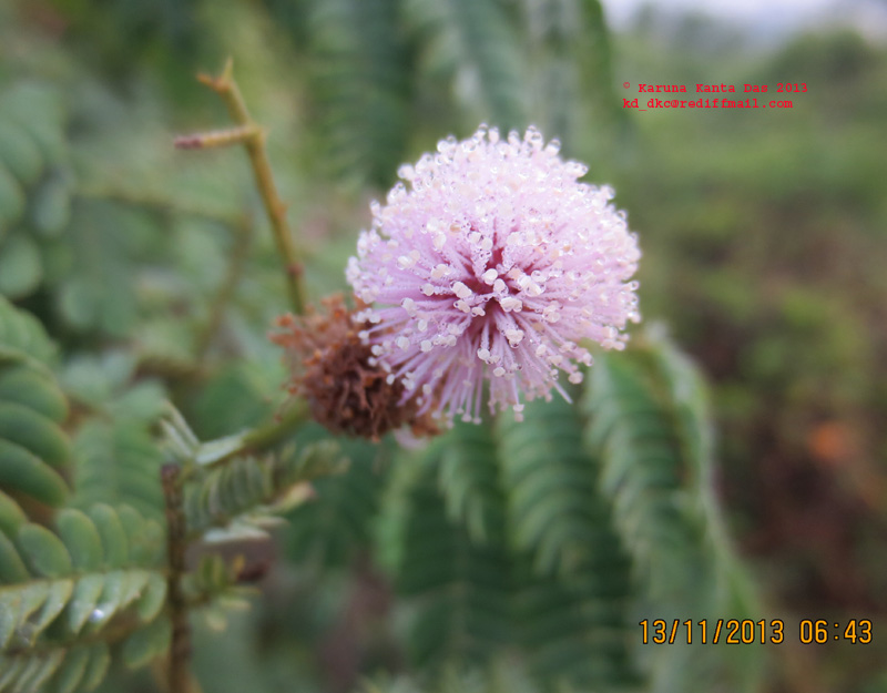 /wp-content/uploads/2020/10/8._Mimosa_sp._-_Flowering_twig_-_Inflorescence_IMG_4549.jpg