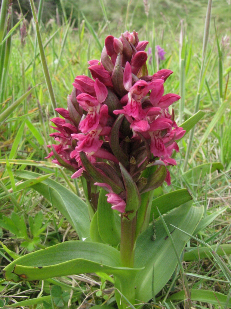 /wp-content/uploads/2020/10/9.%20Different%20Dactylorhiza%20colony%20%20near%20a%20beach%20in%20Wales%20-Chris%20Chadwell-.JPG