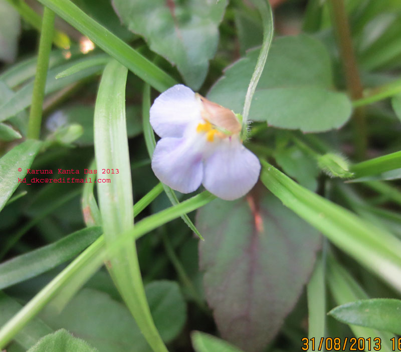 /wp-content/uploads/2020/10/9._Lindernia_viscosa_-_Flower__IMG_3150.jpg