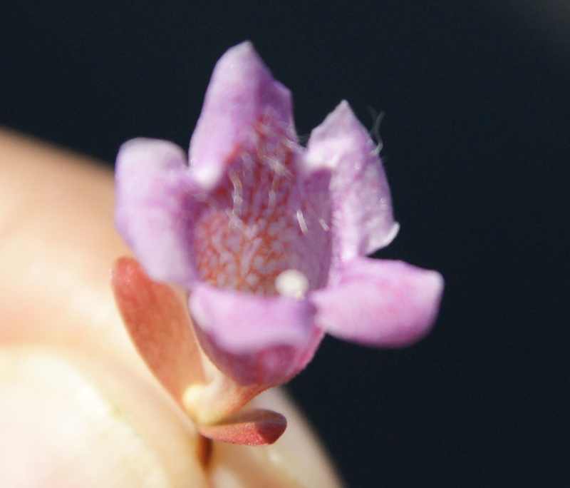 /wp-content/uploads/2020/10/Abelia-grandiflora%20-Edward%20Goucher--Sunnyvale-DSC04961-California-4.jpg