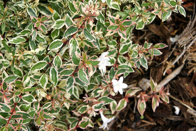 /wp-content/uploads/2020/10/Abelia-grandiflora--Confetti--Sunnyvale-DSC06705-California-1.jpg