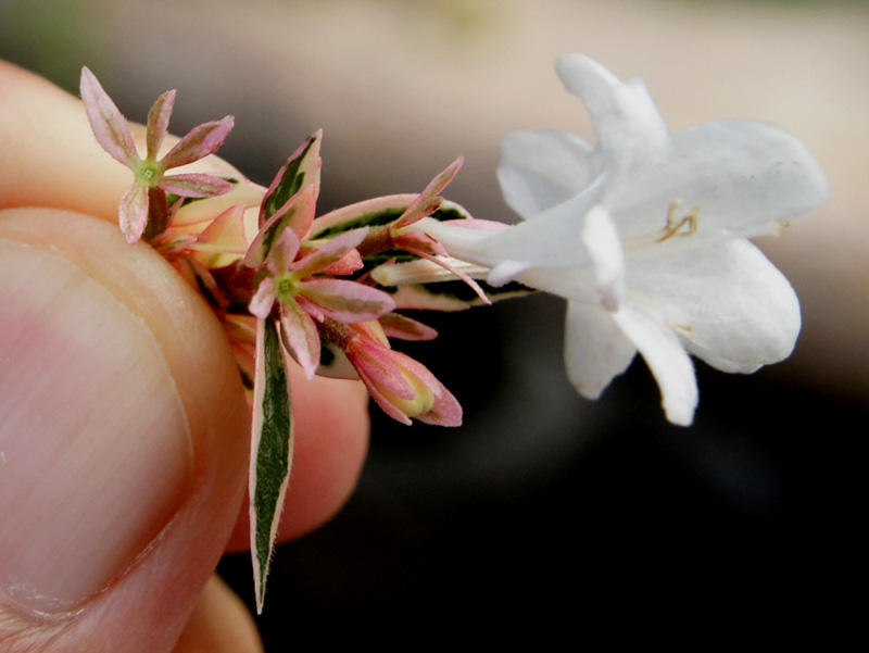 /wp-content/uploads/2020/10/Abelia-grandiflora--Confetti--Sunnyvale-DSC06706-California-2.jpg