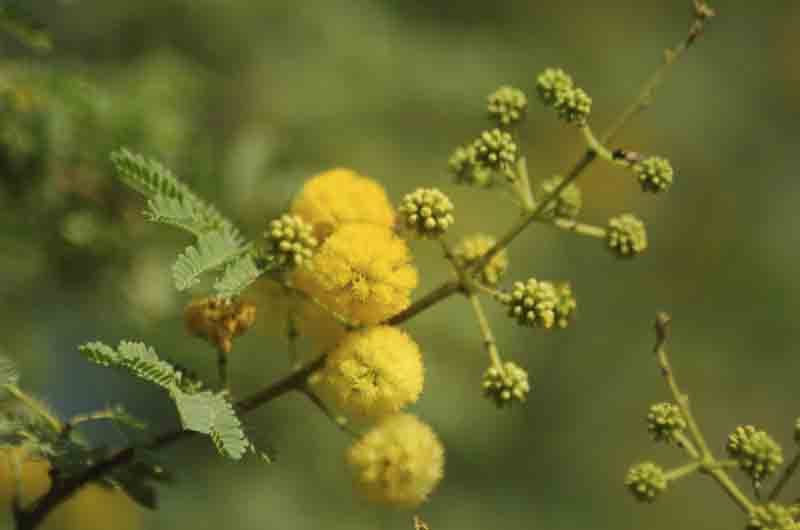 /wp-content/uploads/2020/10/Acacia%20nilotica%20in%20bloom_2-1.jpg