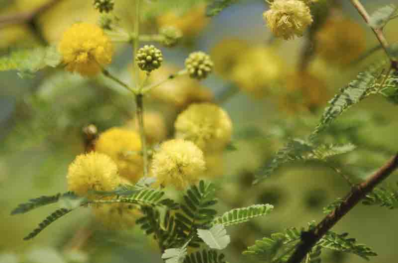 /wp-content/uploads/2020/10/Acacia%20nilotica%20in%20bloom_3-1-2.jpg