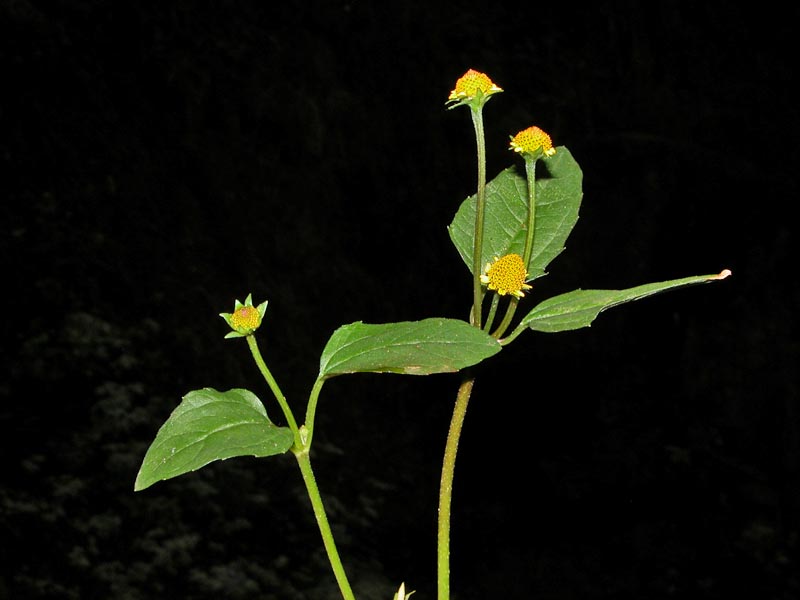 Acmella uliginosa - Marsh Para Cress