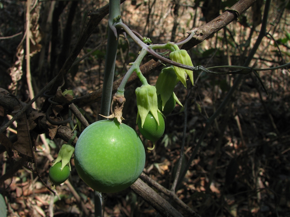 /wp-content/uploads/2020/10/Adenia-%20Fruiting%20stage_2016.jpg