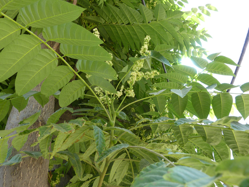 /wp-content/uploads/2020/10/Ailanthus-altissima-Kashmir-a-.jpg