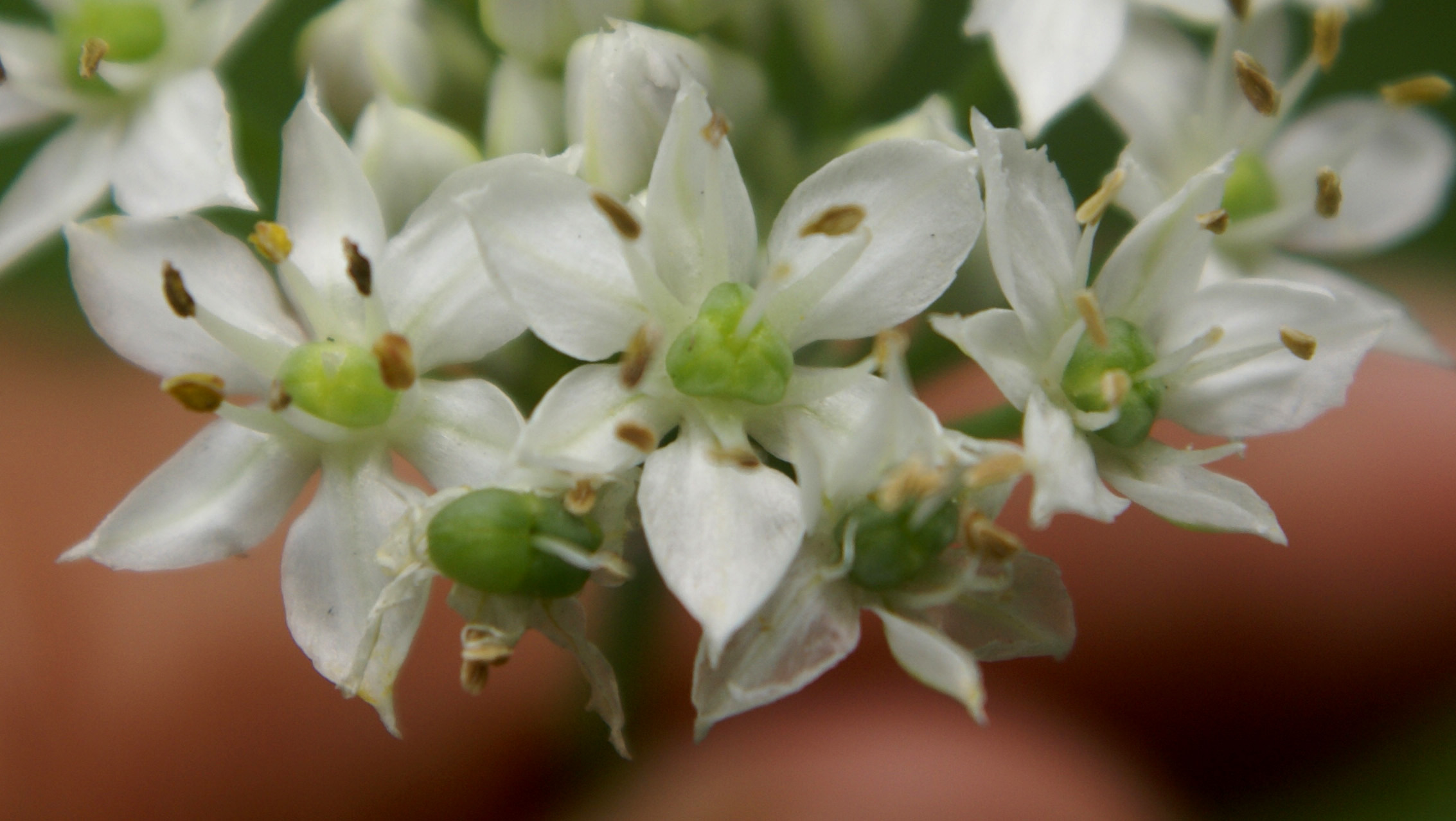 /wp-content/uploads/2020/10/Allium-tuberosum-Delhi-4.jpg