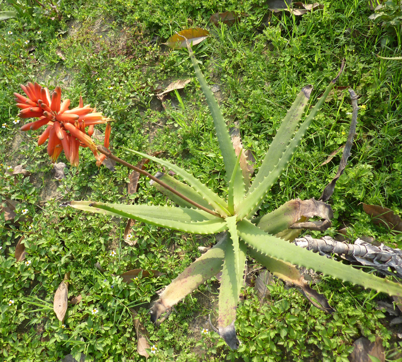 /wp-content/uploads/2020/10/Aloe-arborescens-Herbal-gdn-Delhi-1.jpg